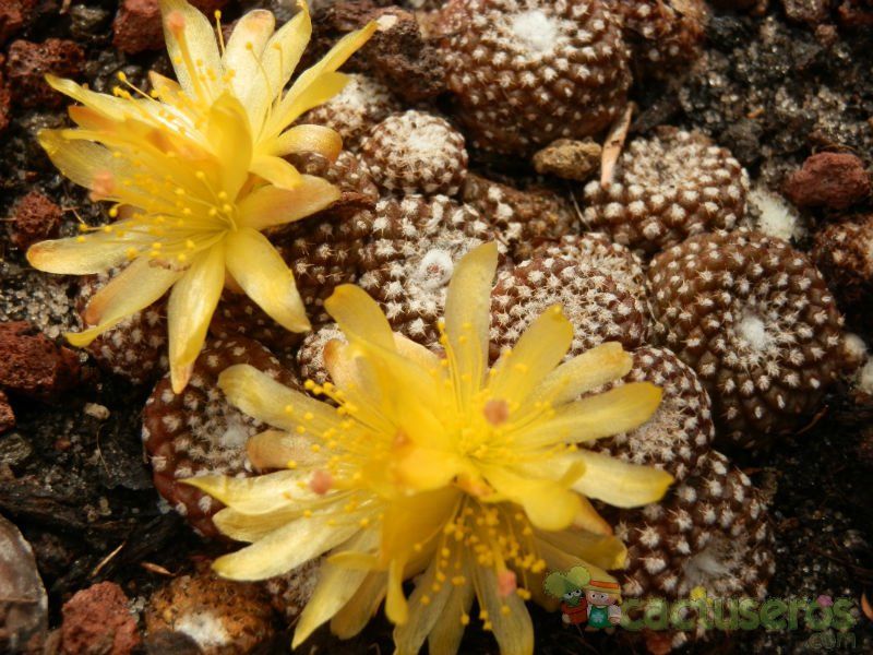 A photo of Copiapoa hypogaea subsp. laui