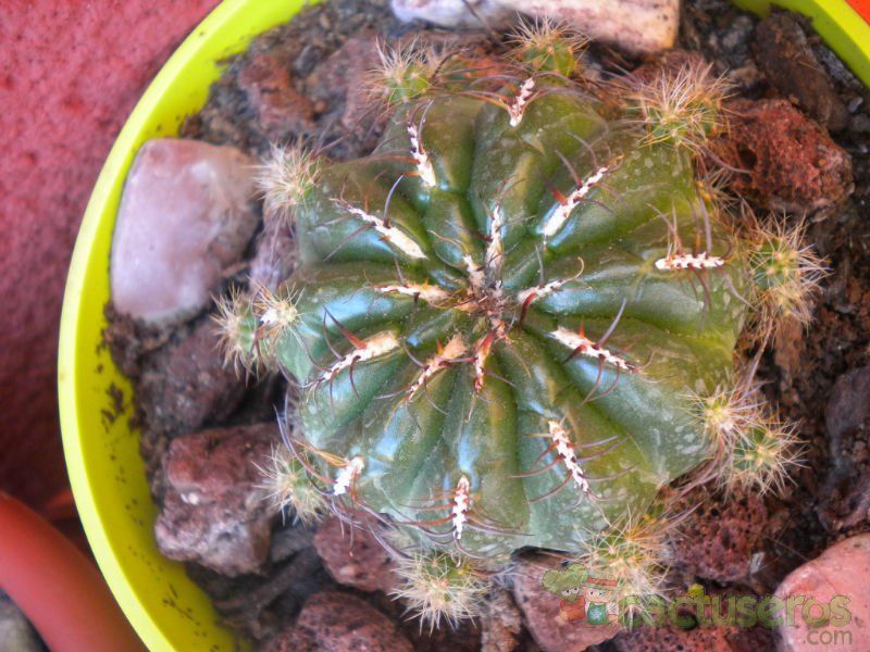 A photo of Oroya peruviana
