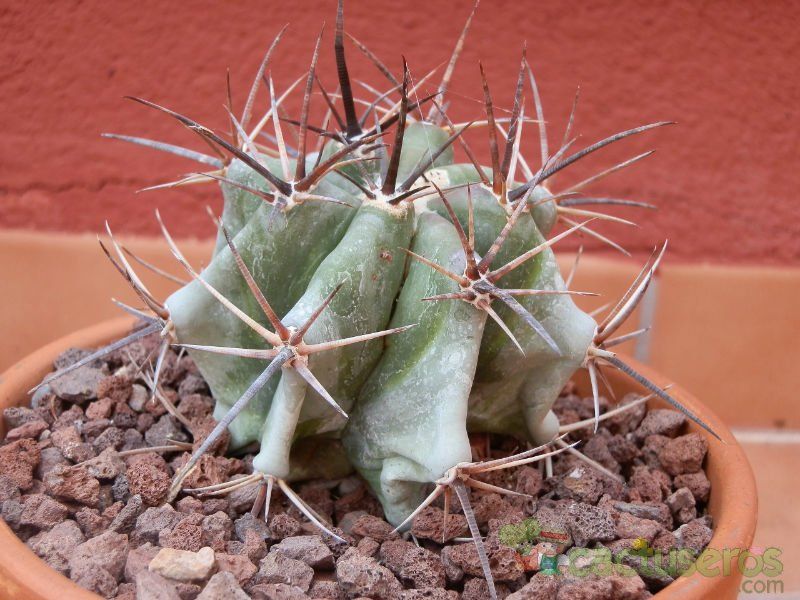 A photo of Echinocactus platyacanthus