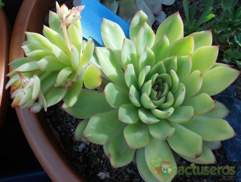 A photo of Echeveria pulidonis