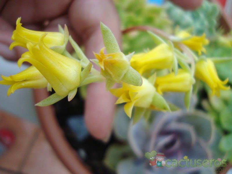 A photo of Echeveria pulidonis