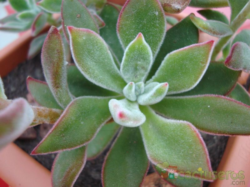 A photo of Echeveria pulvinata