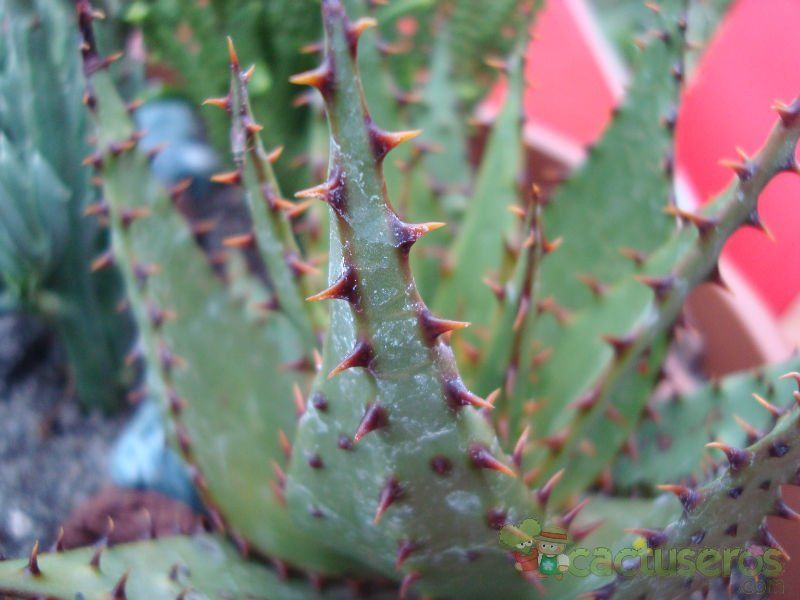 A photo of Aloe broomii