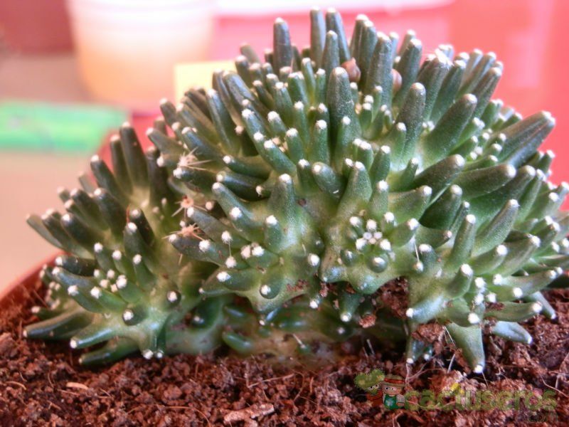 A photo of Mammillaria crinita ssp crinita fma. monstruosa