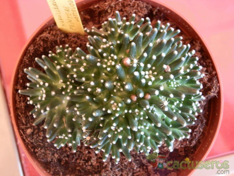 A photo of Mammillaria crinita ssp crinita fma. monstruosa