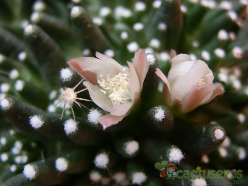 A photo of Mammillaria crinita ssp crinita fma. monstruosa