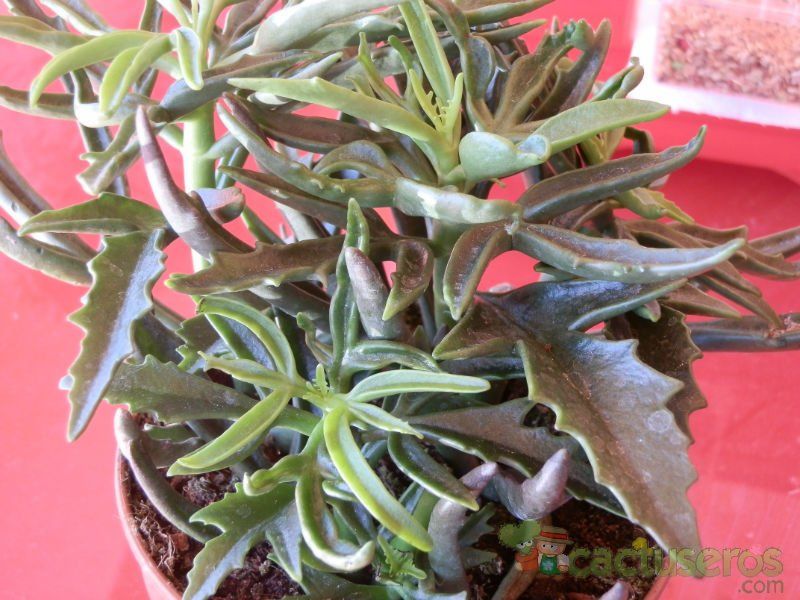 A photo of Kalanchoe laciniata