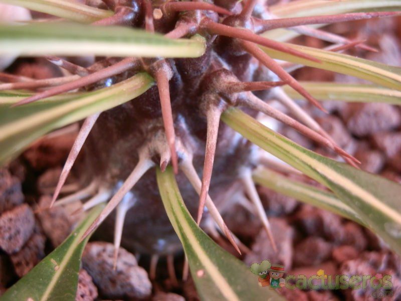 Una foto de Pachypodium lamerei