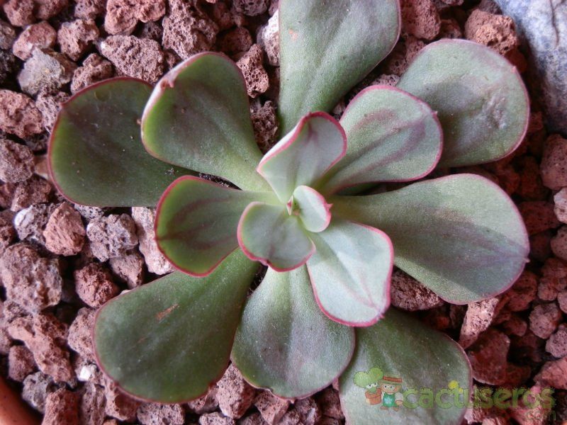 Una foto de Echeveria nodulosa