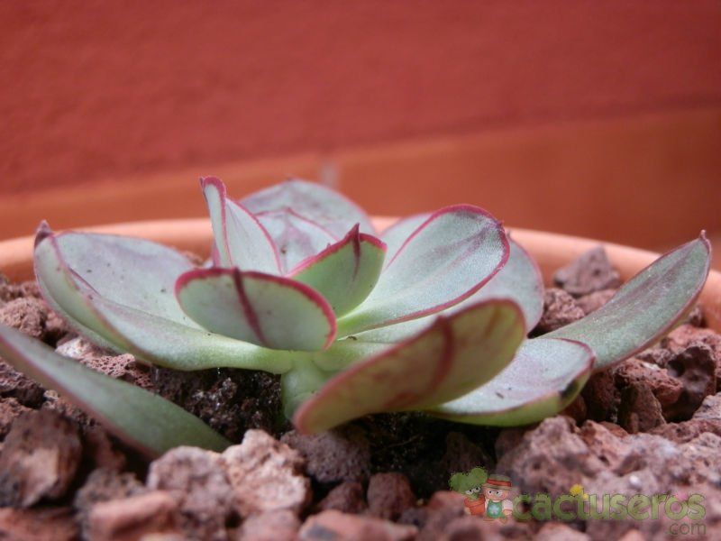 Una foto de Echeveria nodulosa