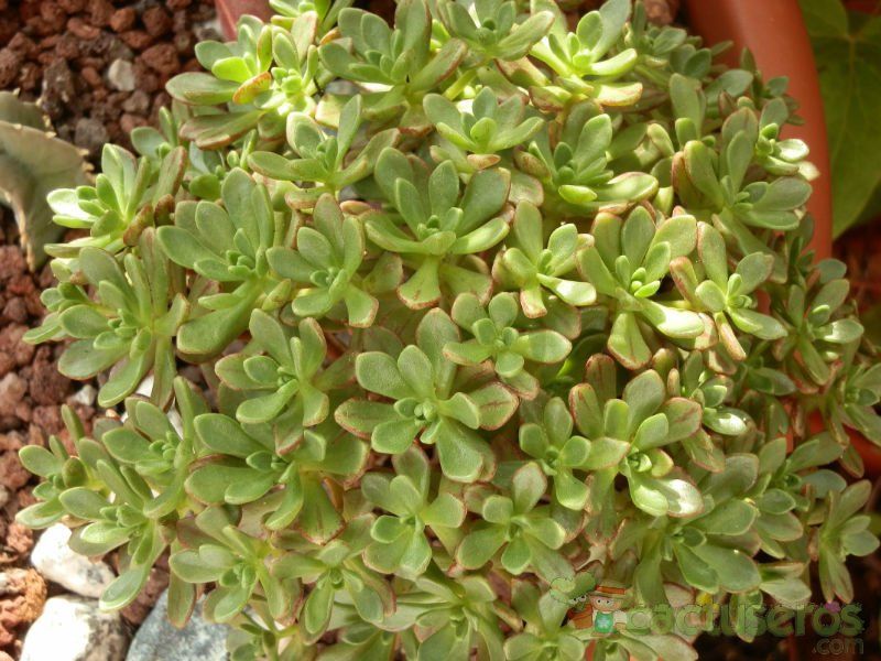 A photo of Aeonium x casanovense (Aeonium spathulatum x Aeonium sedifolium)