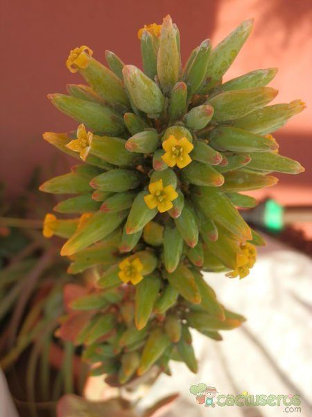 Una foto de Kalanchoe tetraphylla