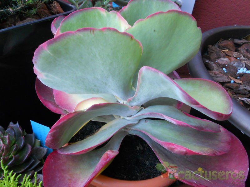 Una foto de Kalanchoe luciae ssp. luciae