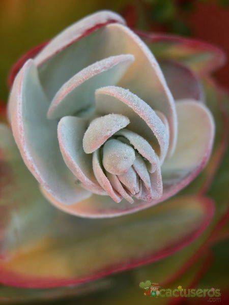 Una foto de Kalanchoe luciae ssp. luciae