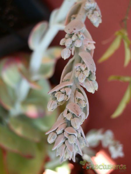 Una foto de Kalanchoe luciae ssp. luciae