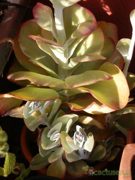 Una foto de Kalanchoe luciae ssp. luciae