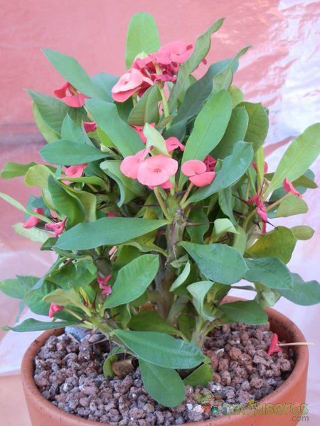 A photo of Euphorbia milii var. milii