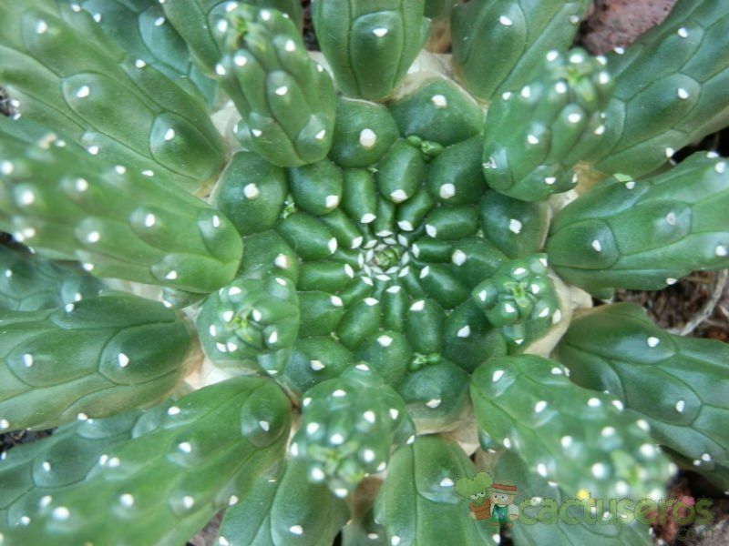 Una foto de Euphorbia caput-medusae