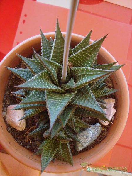 A photo of Haworthia limifolia
