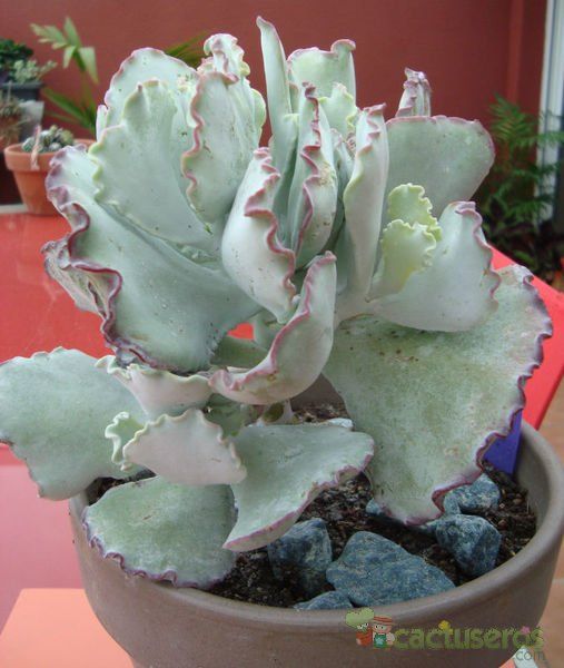 Una foto de Cotyledon orbiculata var. undulata