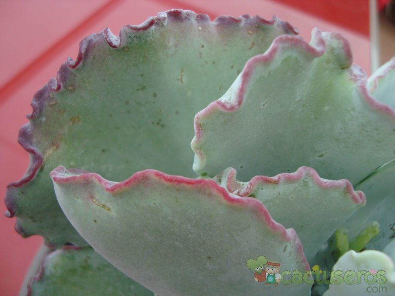 Una foto de Cotyledon orbiculata var. undulata