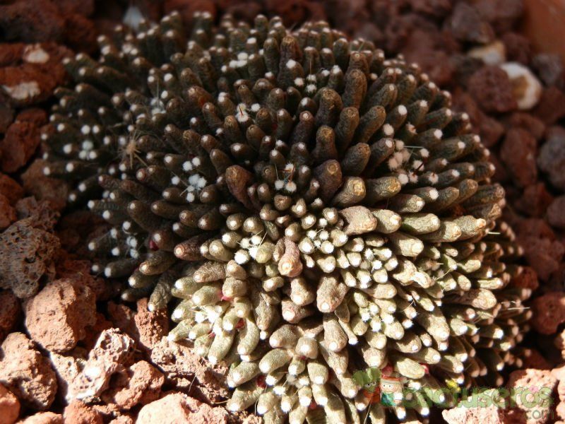 A photo of Mammillaria crinita ssp crinita fma. monstruosa