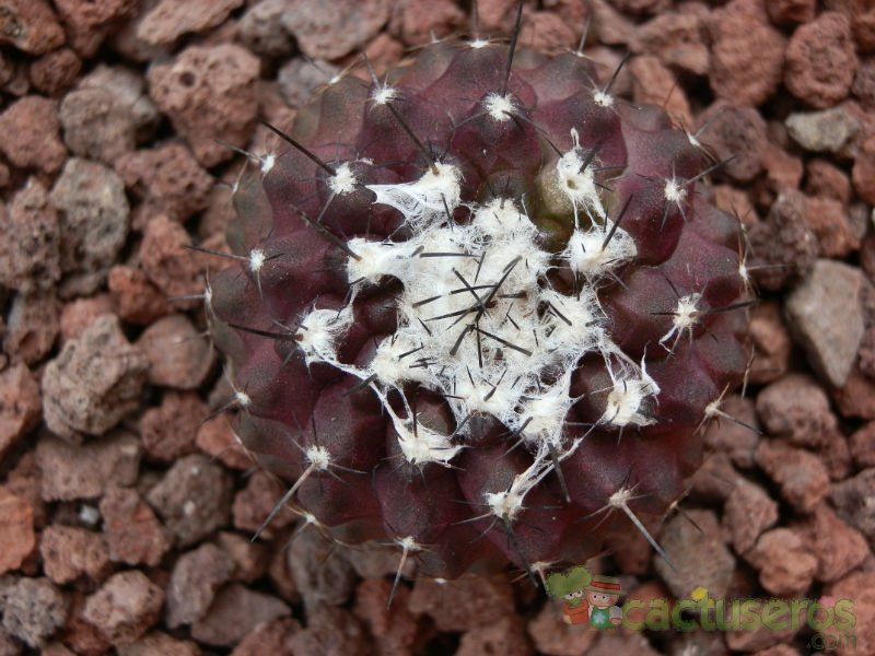 A photo of Copiapoa humilis subsp. tenuissima