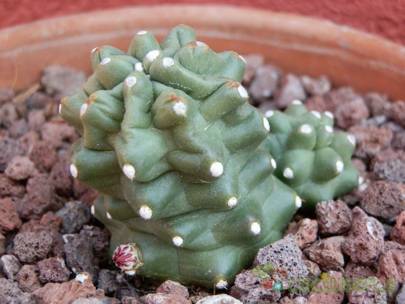 A photo of Echinocereus triglochidiatus subsp. mojavensis