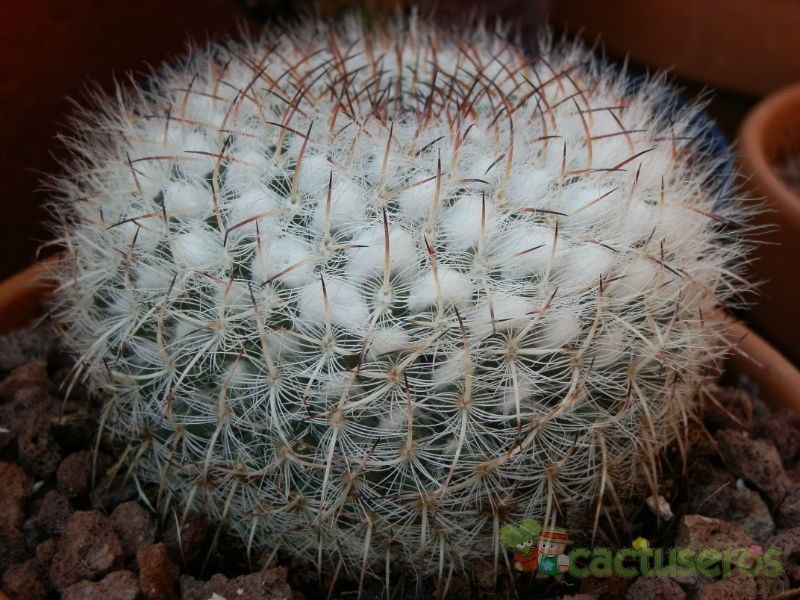 Una foto de Mammillaria hahniana ssp. woodsii