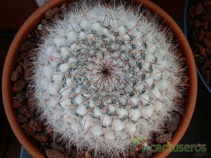 Una foto de Mammillaria hahniana ssp. woodsii