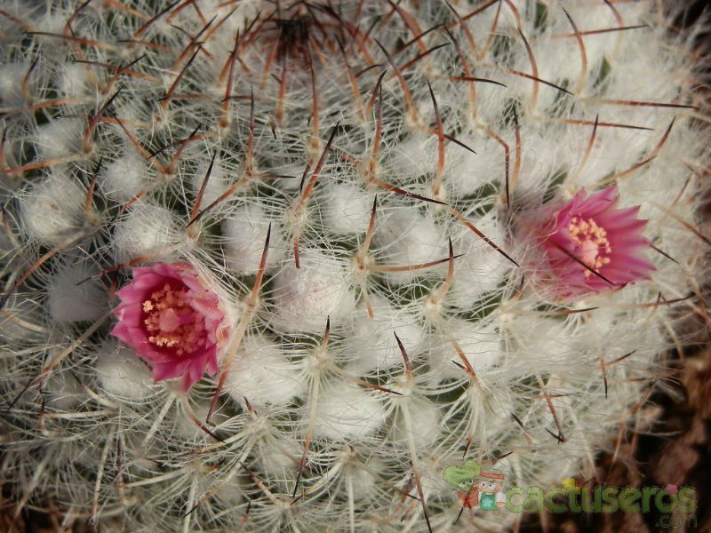 Una foto de Mammillaria hahniana ssp. woodsii