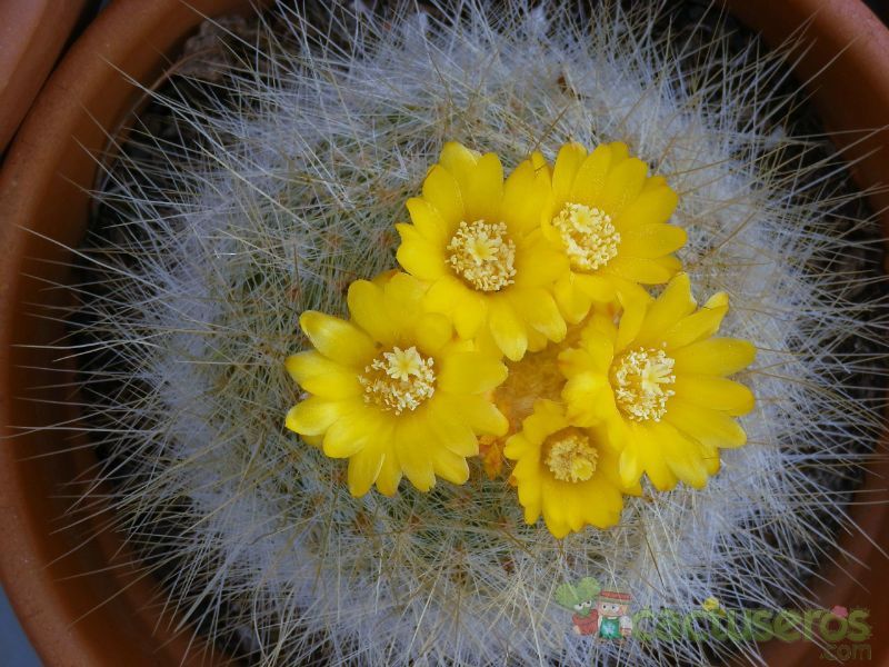 A photo of Parodia chrysacanthion