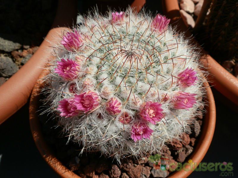 Una foto de Mammillaria hahniana ssp. woodsii
