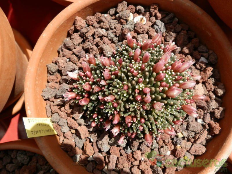A photo of Mammillaria crinita ssp crinita fma. monstruosa