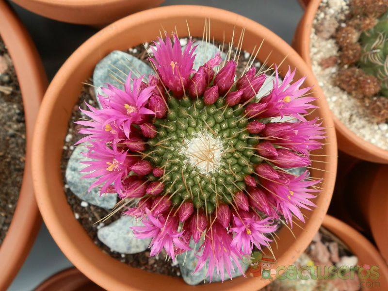 A photo of Mammillaria spinosissima fma. unpico