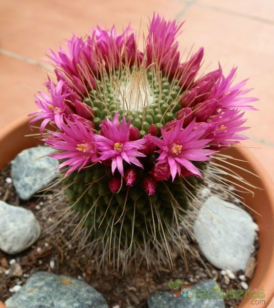 A photo of Mammillaria spinosissima fma. unpico