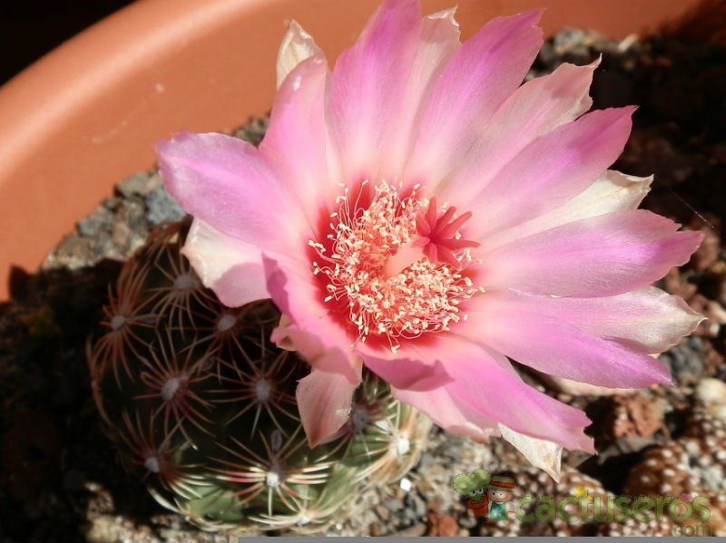 A photo of Thelocactus bicolor ssp. schwarzii