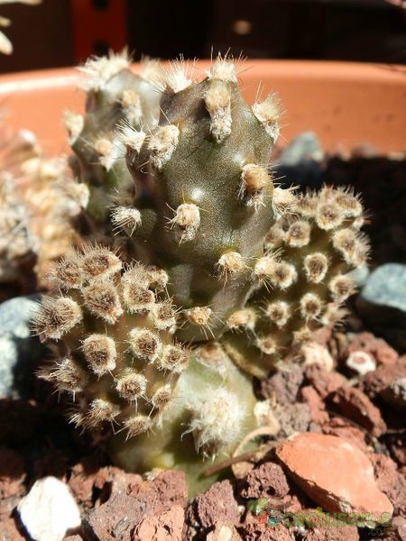 A photo of Tephrocactus molinensis