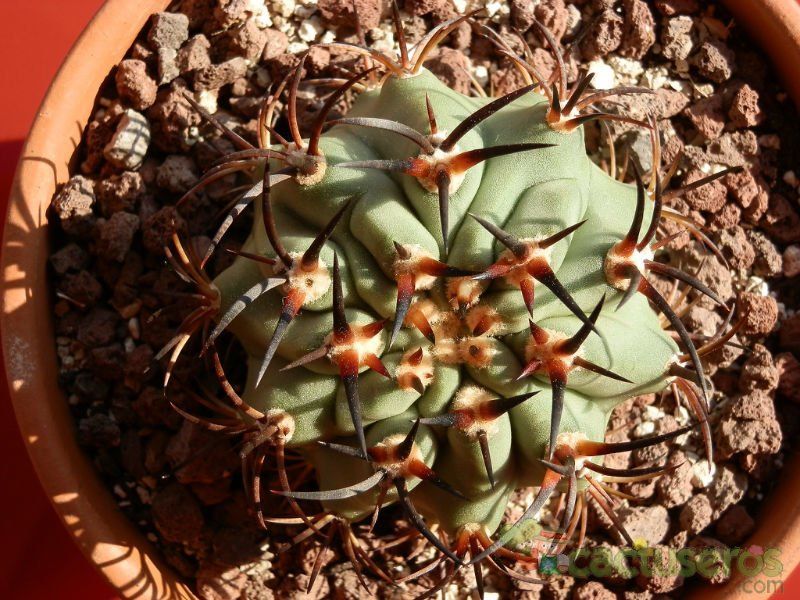A photo of Eriosyce aurata