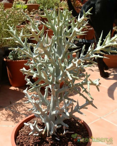 Una foto de Euphorbia stenoclada