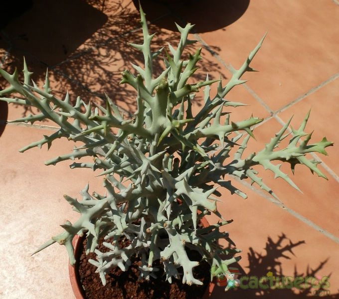 Una foto de Euphorbia stenoclada