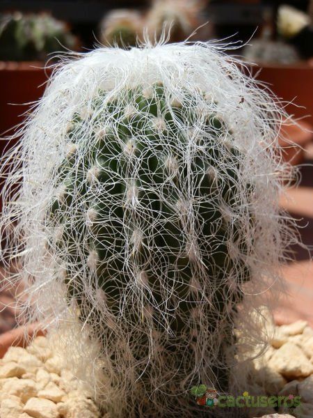 A photo of Cephalocereus senilis