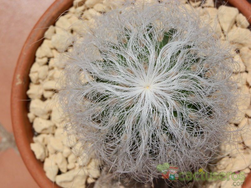 A photo of Cephalocereus senilis
