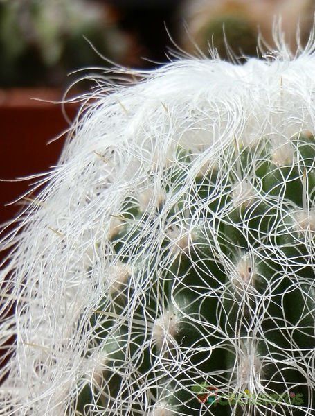 A photo of Cephalocereus senilis