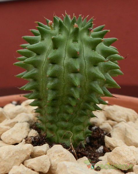 Una foto de Euphorbia susannae