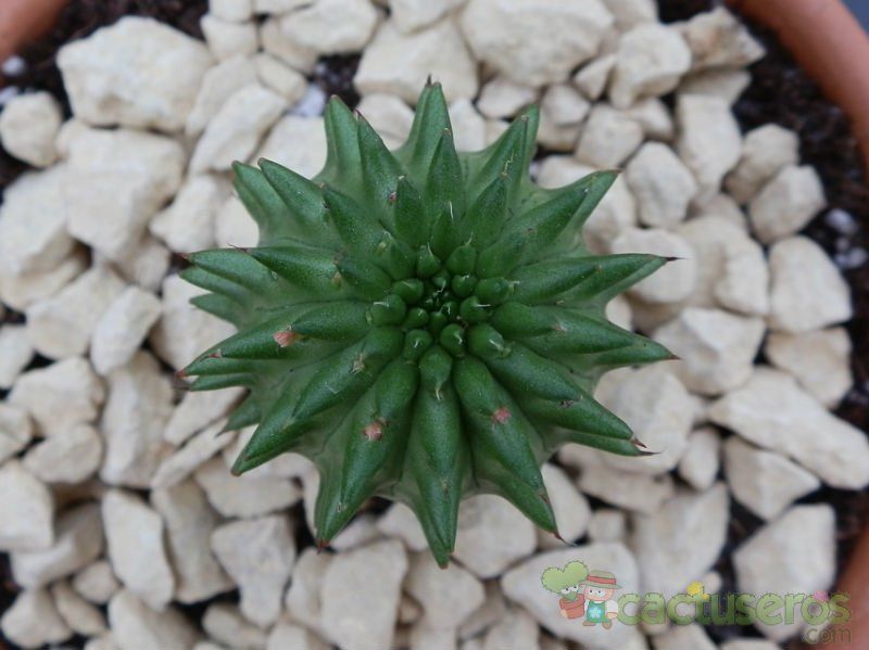 Una foto de Euphorbia susannae