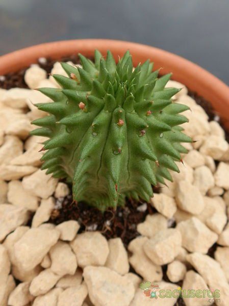 Una foto de Euphorbia susannae
