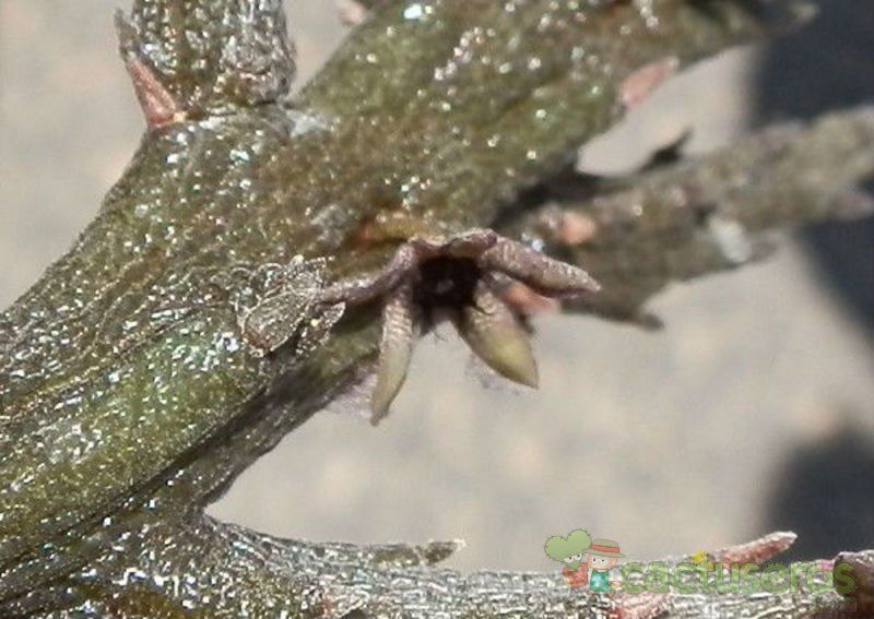 Una foto de Rhytidocaulon ciliatum
