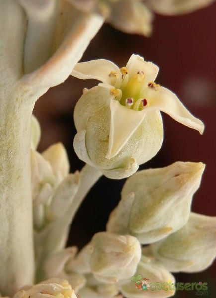 Una foto de Kalanchoe luciae ssp. luciae