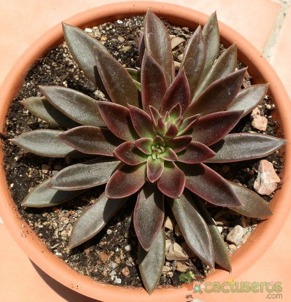 A photo of Echeveria affinis